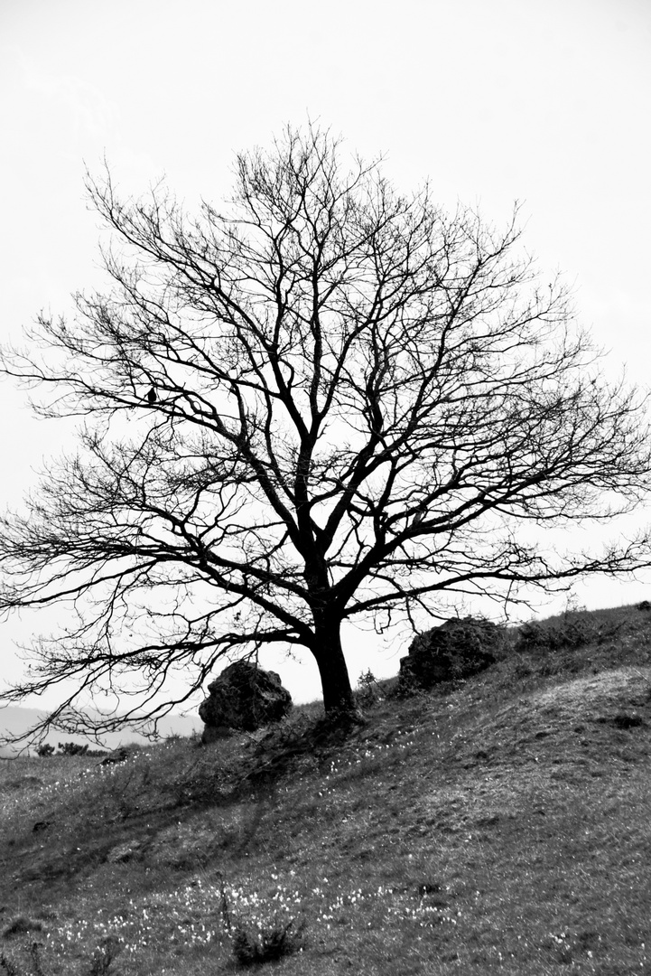 Der Vogel im Baum