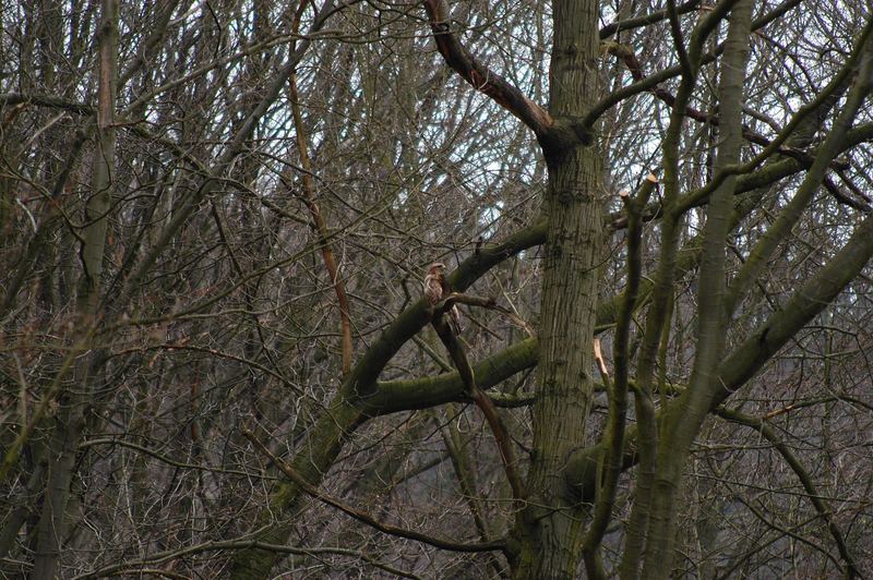 Der Vogel im Baum vorm Fenster