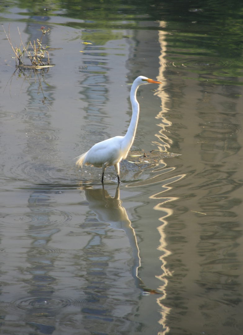 Der Vogel im Central Park