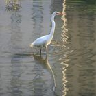 Der Vogel im Central Park