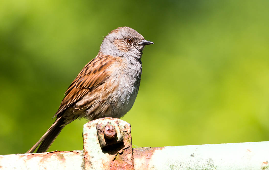 Der Vogel im Garten Foto & Bild natur, herbst, see