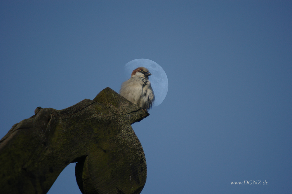 Der Vogel im Mond