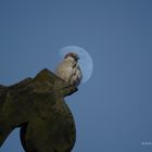 Der Vogel im Mond