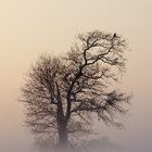 Der Vogel im Nebel