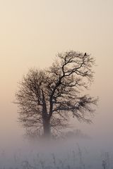 Der Vogel im Nebel