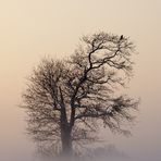 Der Vogel im Nebel