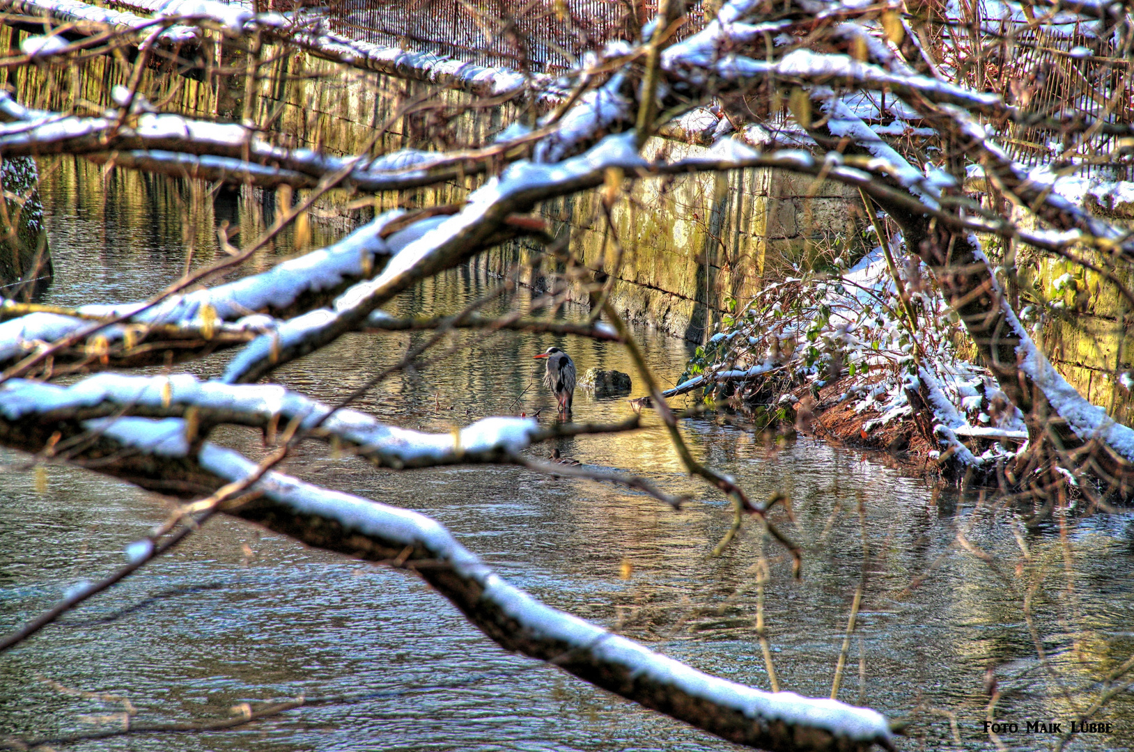 Der Vogel im Wasser