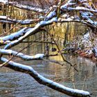 Der Vogel im Wasser