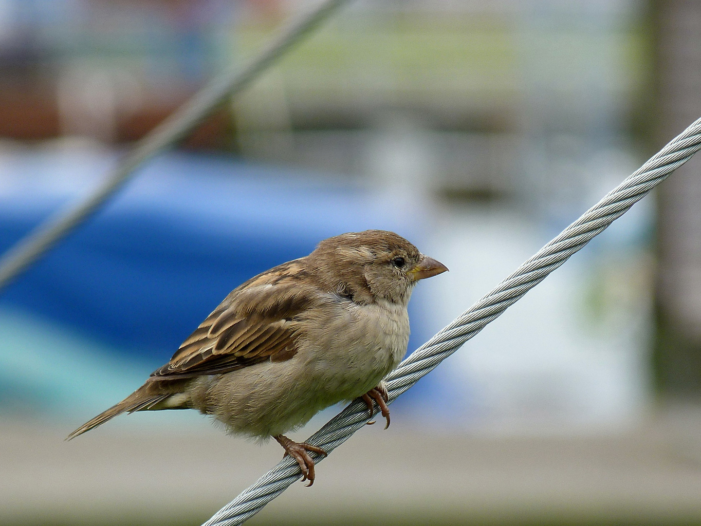 Der Vogel im Zoo