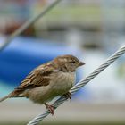 Der Vogel im Zoo