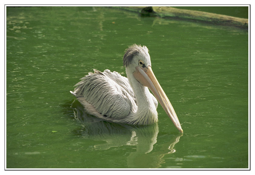 Der Vogel kann schwimmen