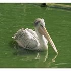 Der Vogel kann schwimmen