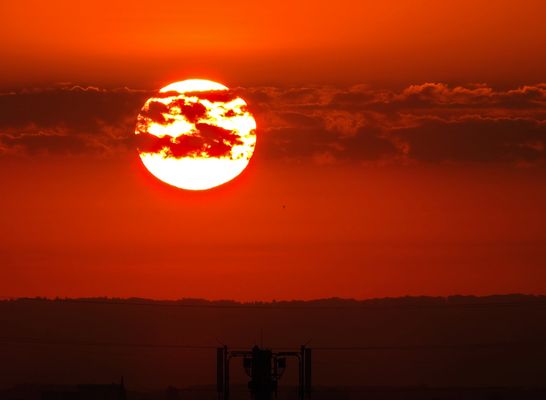 Der Vogel -  L'oiseau -  The bird.........