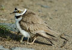 Der Vogel mit 8 Beinen!