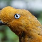 der Vogel mit dem blauen Auge