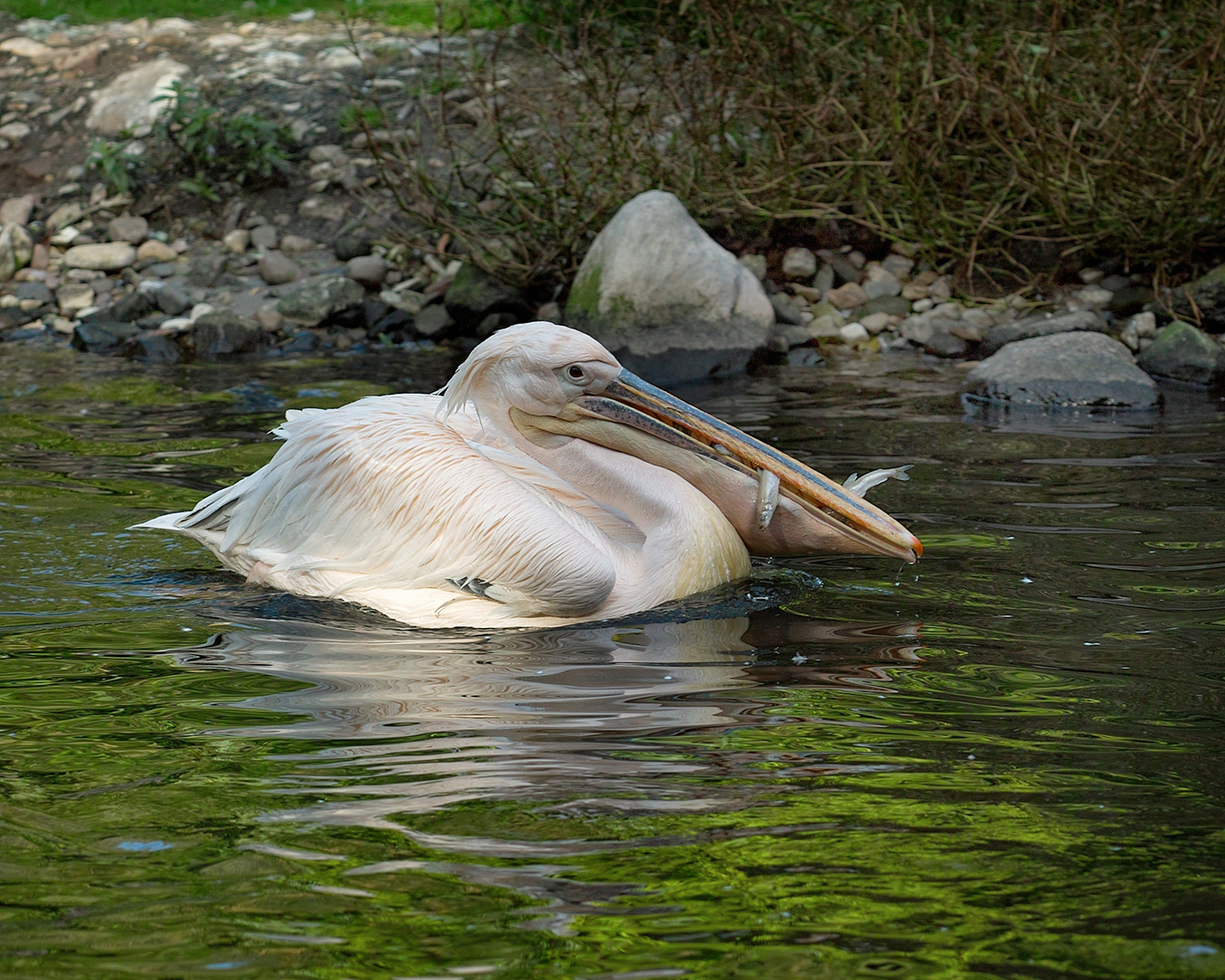 Der Vogel mit dem Einkaufsbeutel.