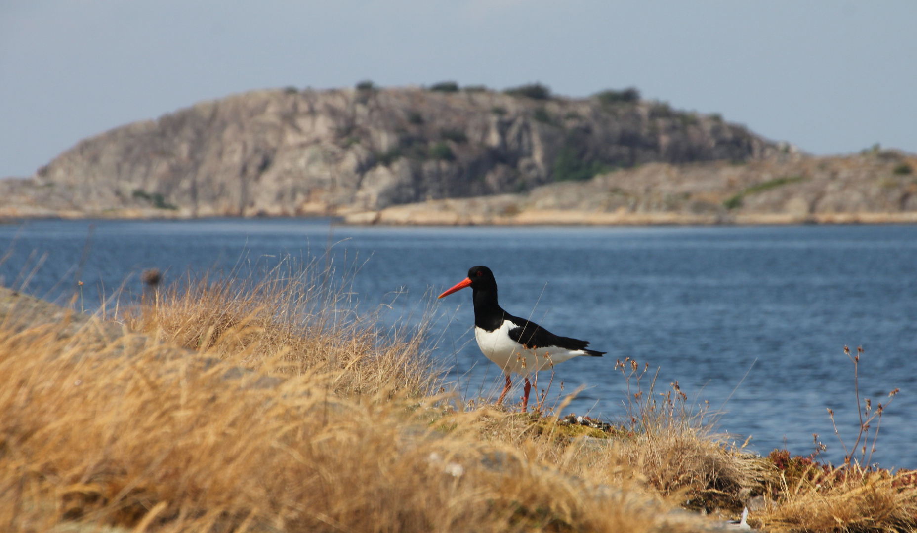 Der Vogel mit dem roten Schnabel