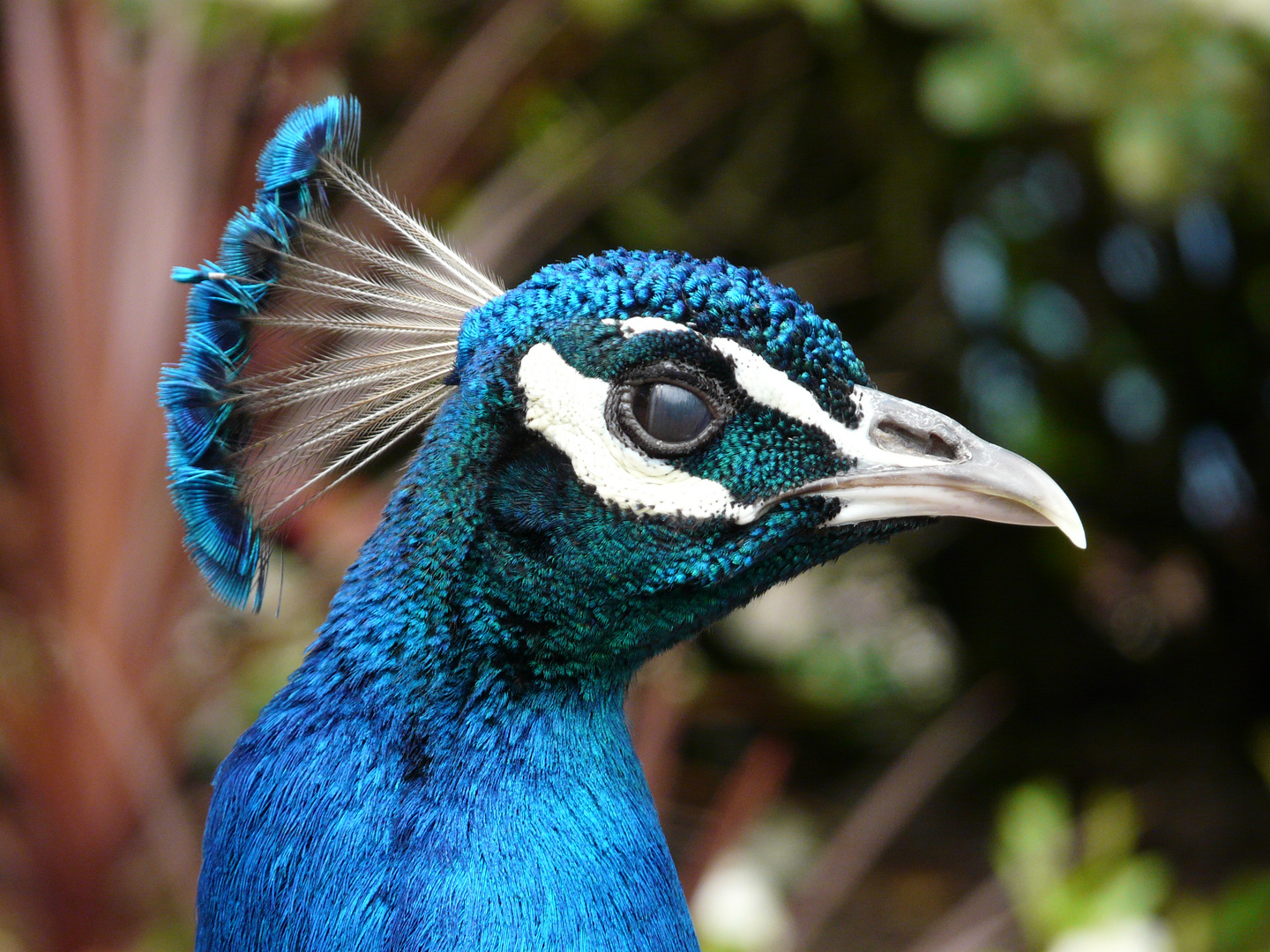 der Vogel mit den schönsten Federn