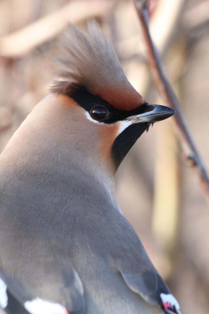 Der Vogel mit der Maske