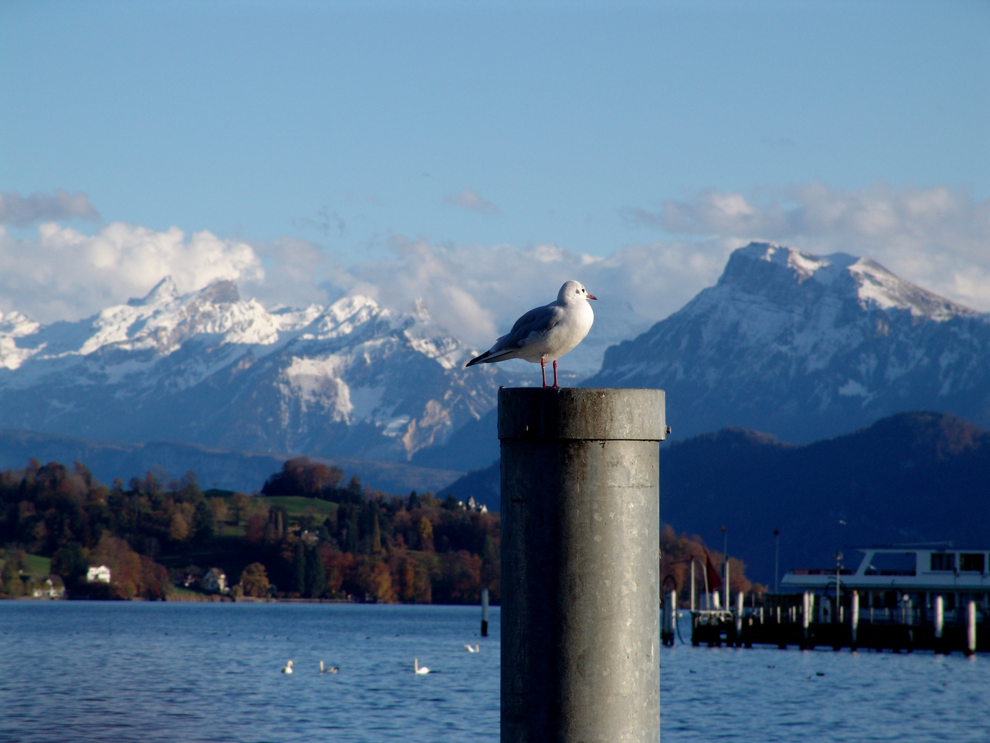 Der Vogel mittendrin