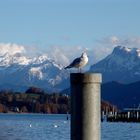 Der Vogel mittendrin