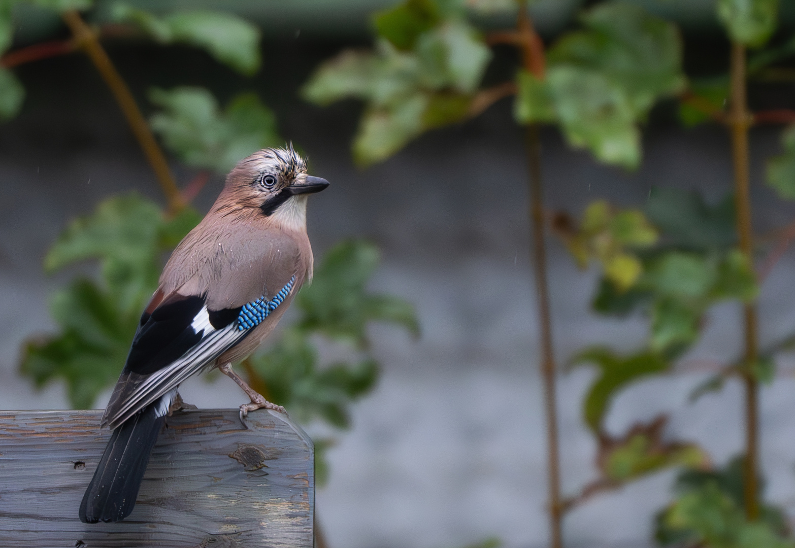 der Vogel von der Bank