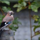 der Vogel von der Bank