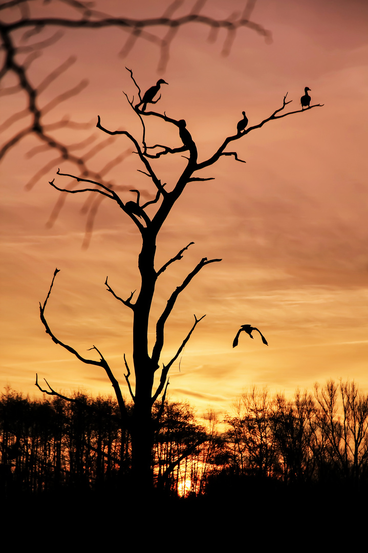 Der Vogelbaum