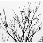 Der Vogelbaum