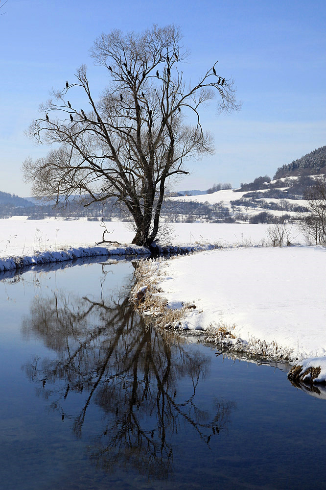 Der Vogelbaum