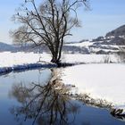 Der Vogelbaum