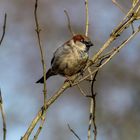 Der Vogel,ein Spatz