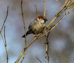 Der Vogel,ein Spatz