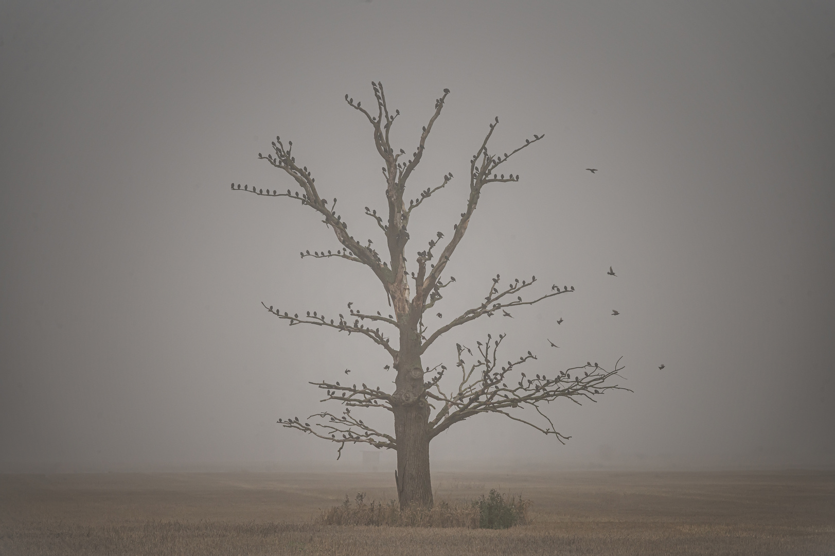 Der Vogelfänger