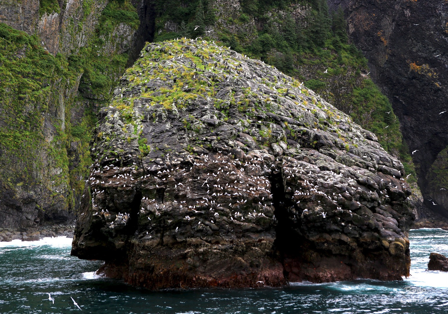 Der Vogelfelsen im Fjord