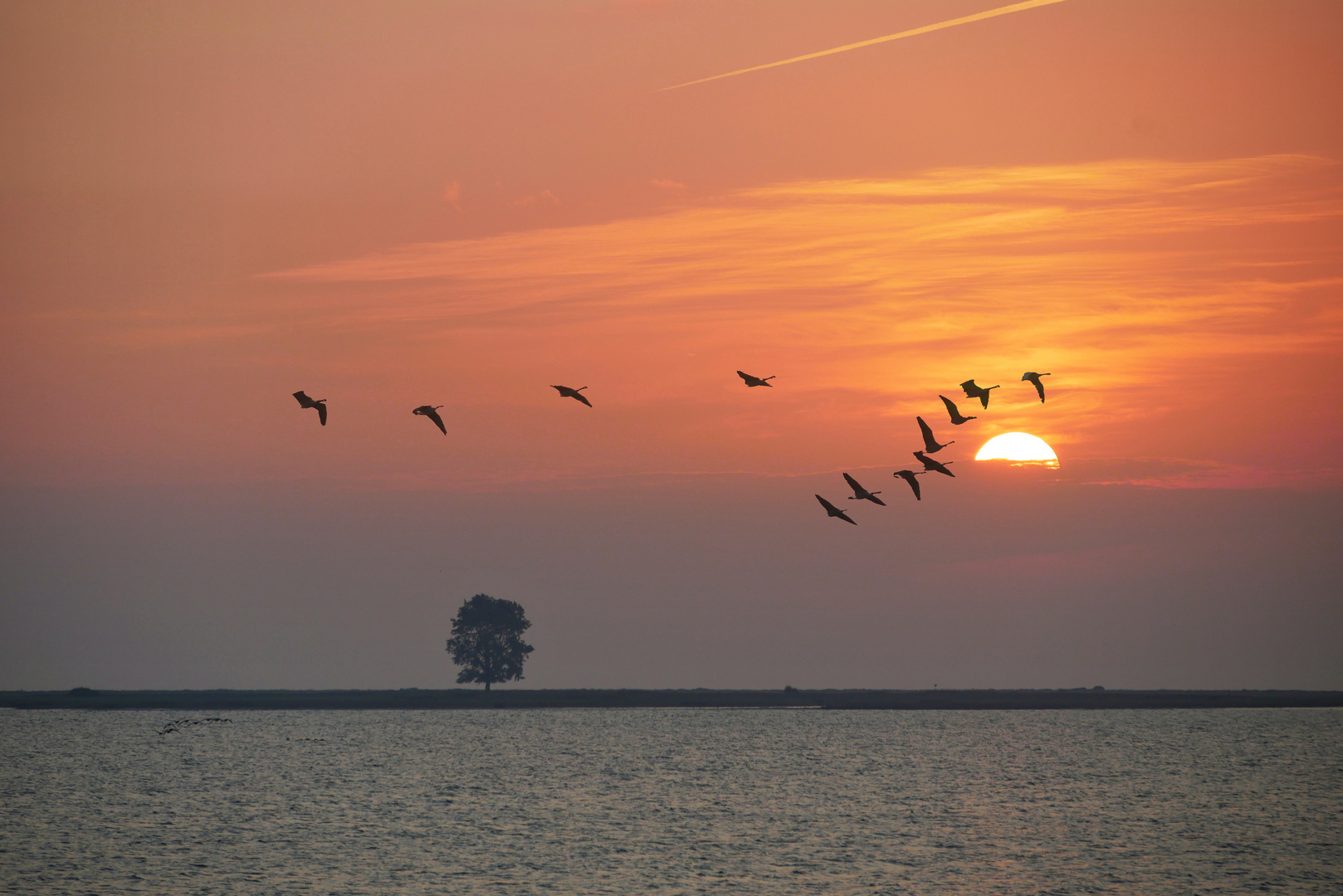 der Vogelflug am Morgen...