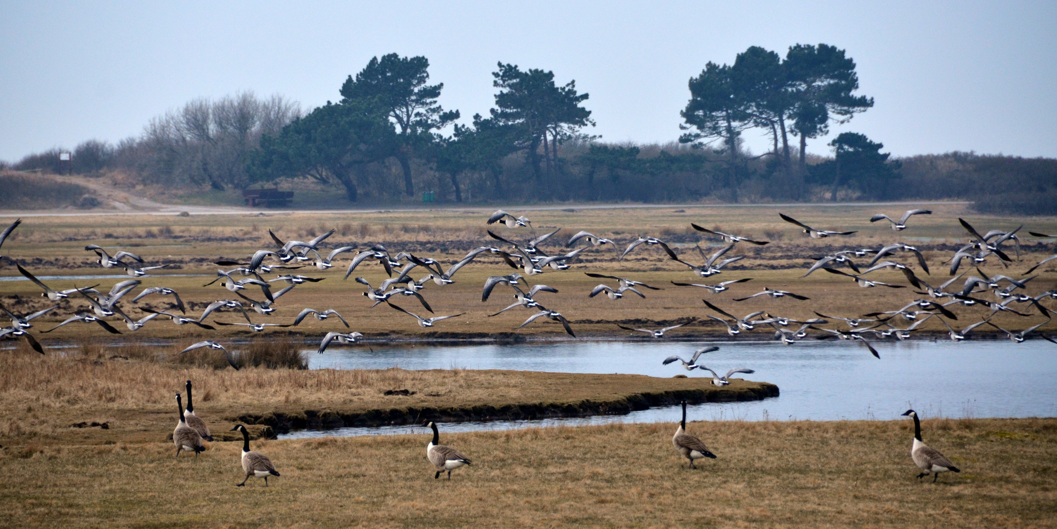 Der Vogelflug  Insel Hiddensee 