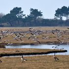 Der Vogelflug  Insel Hiddensee 