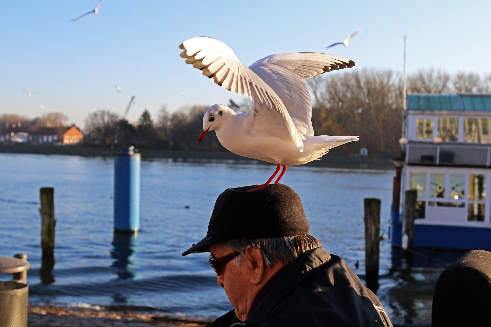 Der Vogelfreund ...