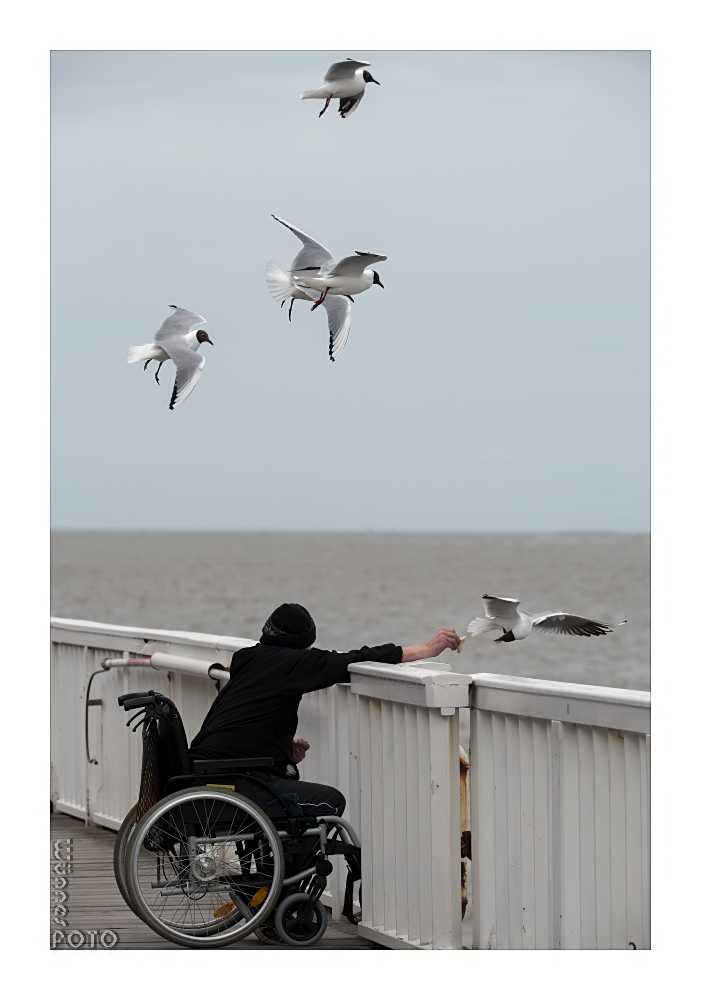 Der Vogelfreund Foto & Bild kritik am bild, nordsee, tiere Bilder auf