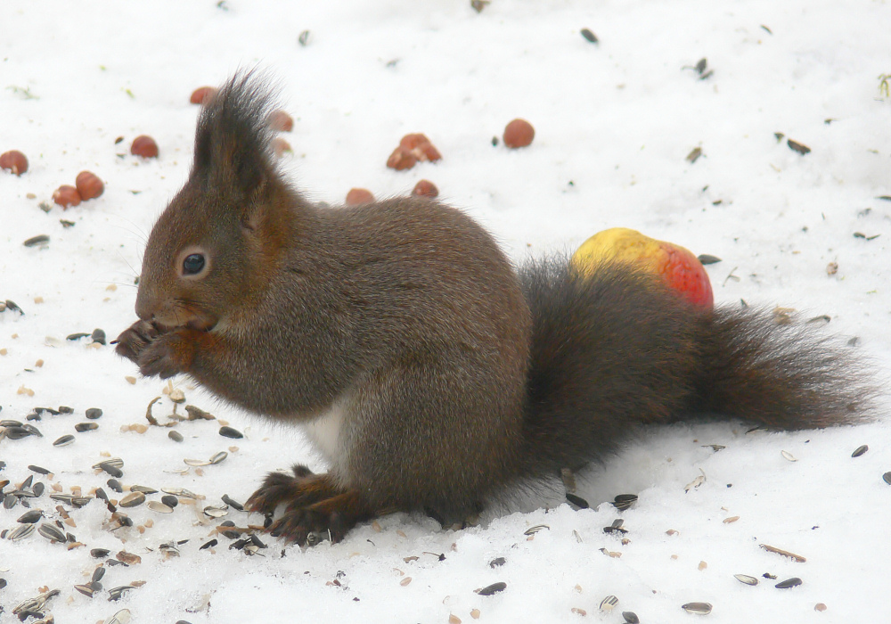 Der Vogelfutterdieb