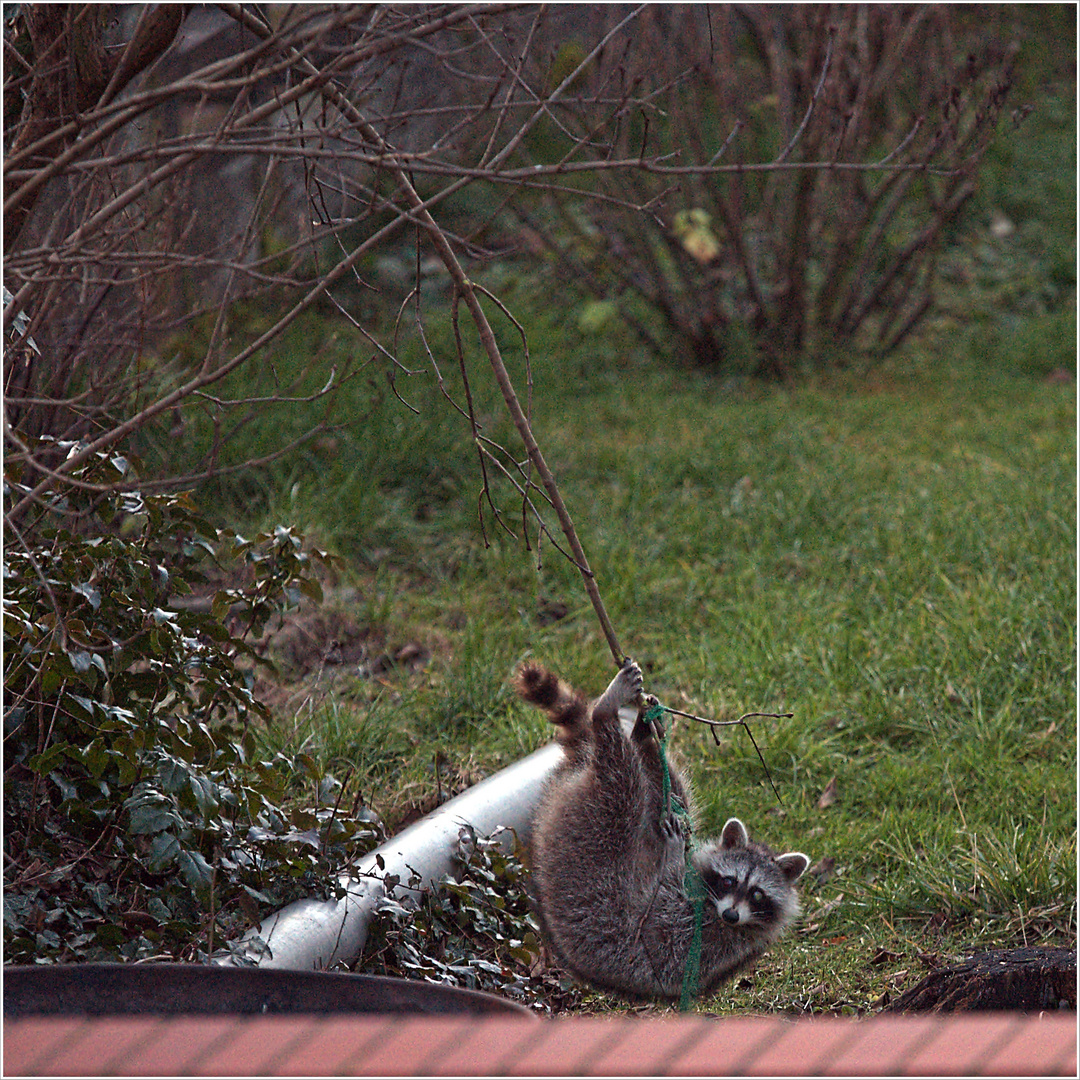 Der Vogelfutterdieb oder Ein Waschbär im Garten 