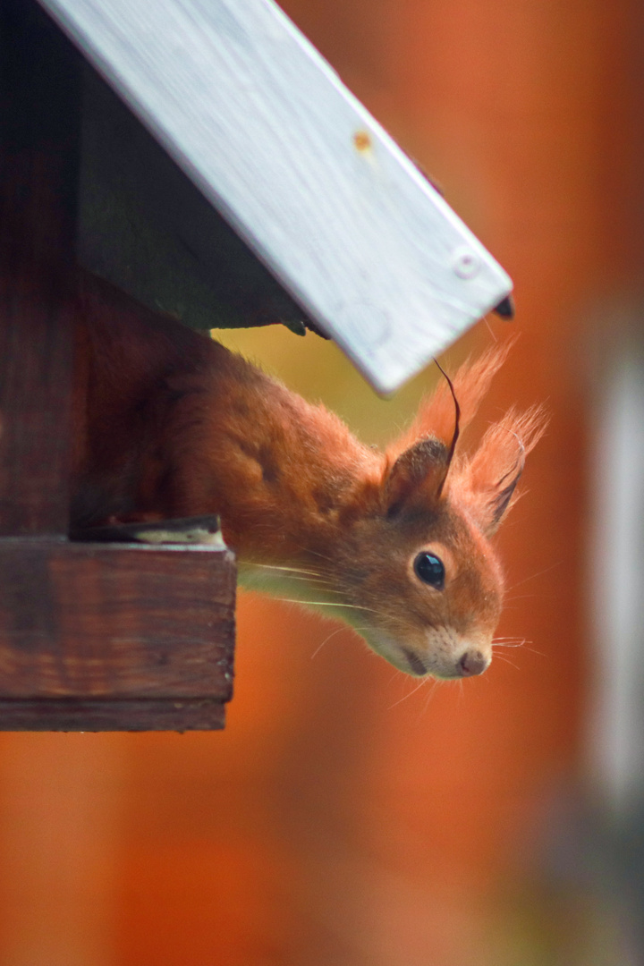 Der Vogelfutterräuber