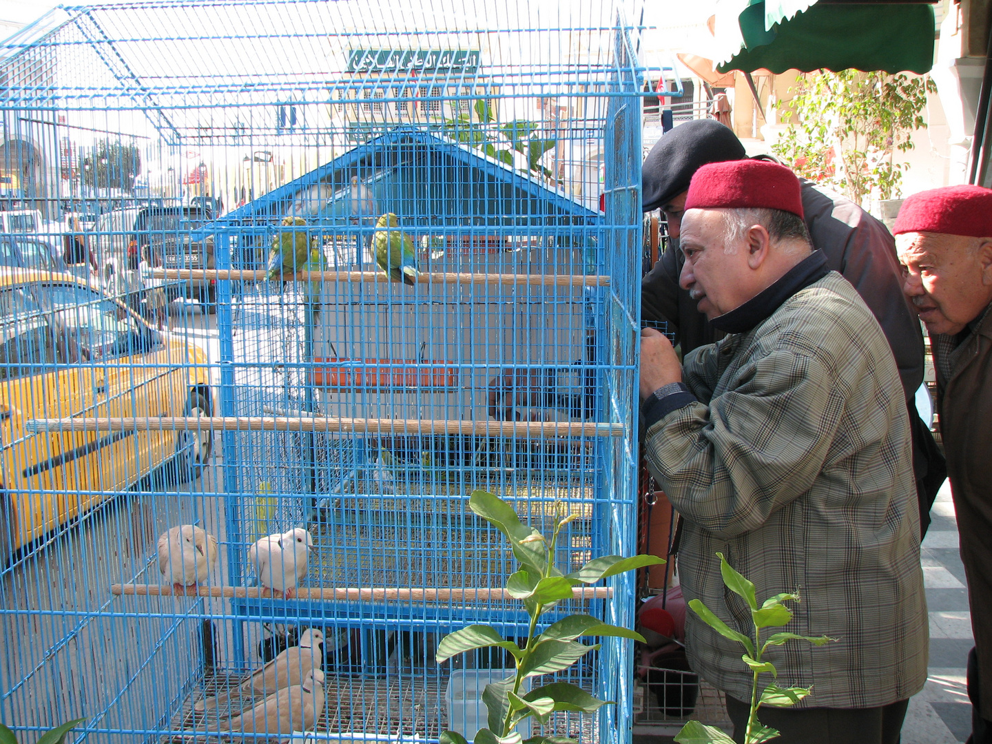 Der Vogelhändler