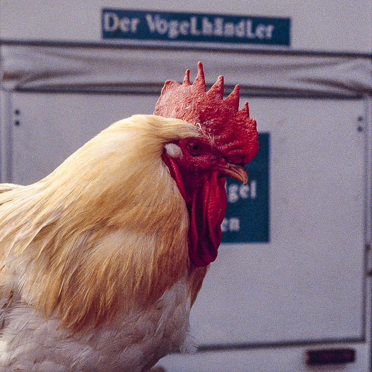 Der Vogelhändler