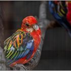 Der Vogelpark in Steinen (LÖ) 01