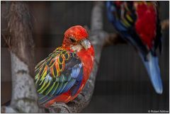 Der Vogelpark in Steinen (LÖ) 01