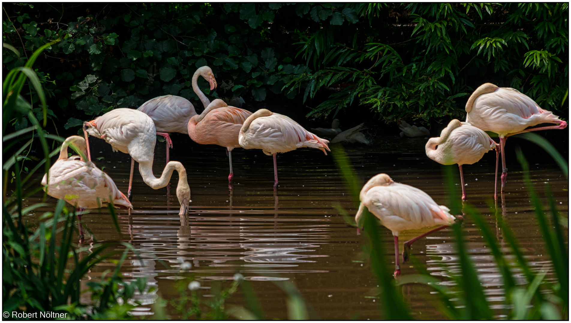 Der Vogelpark in Steinen (LÖ) 02