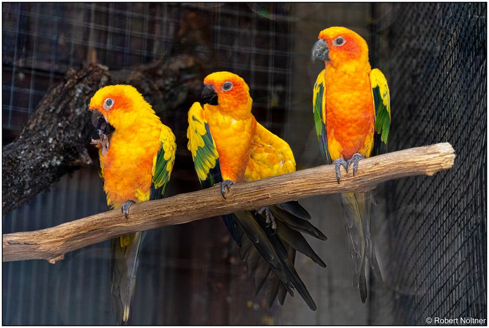 Der Vogelpark in Steinen (LÖ) 03