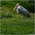 Der Vogelpark in Steinen (LÖ) 04